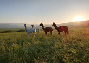 Almohadas exclusivas de Alpaca